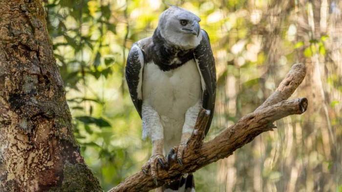 The Magnificent Harpy Eagle Harpiaharpyja