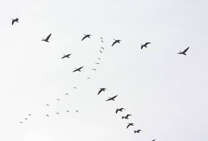 The Majesty of Flocks A Visual Symphony in the Skies