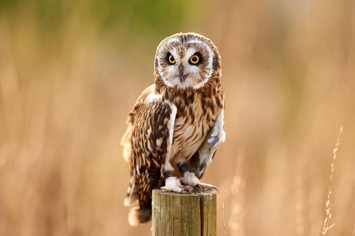 The Mythological Origins of Owl Superstitions