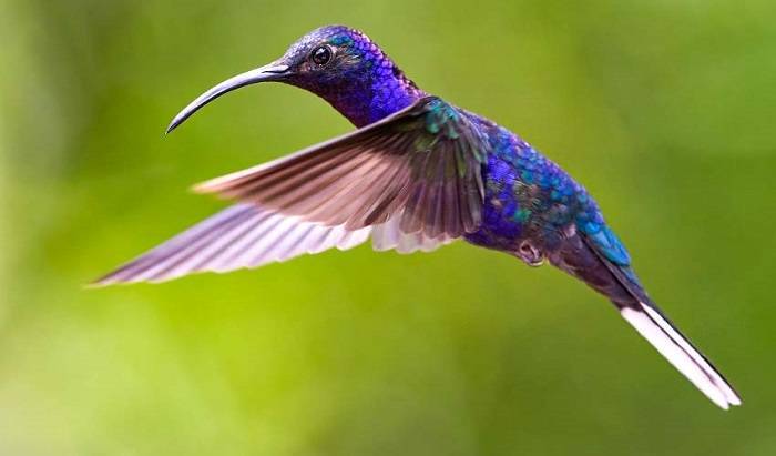 The Rarity of Purple Plumage in Birds