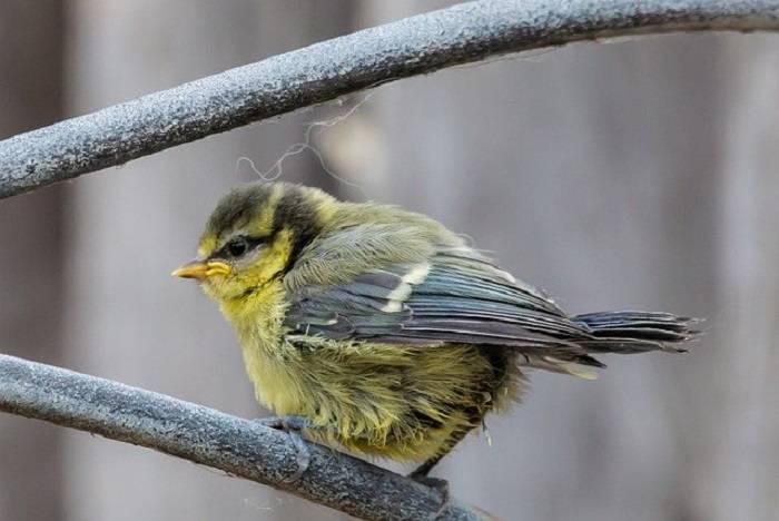 Timeframe for Baby Birds Leaving the Nestdetr
