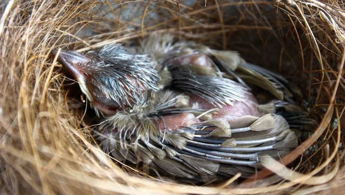Timeframe for Baby Birds Leaving the Nestse