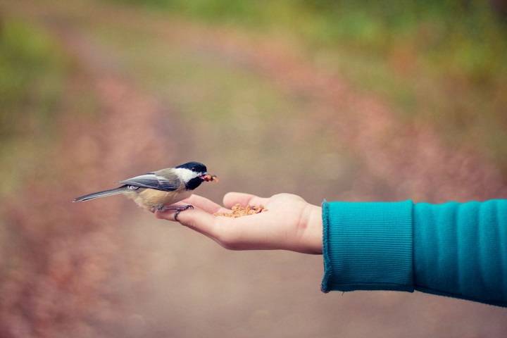 The Delicate Balance: Understanding the Impact of Touching a Bird’s Wings Touching a Birds Wings