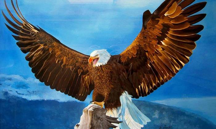 Understanding Eagle Anatomy Key Physical Features