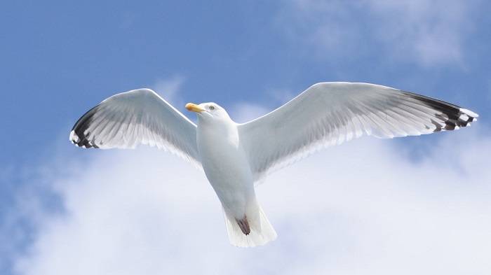 Understanding Seagulls Coastal Guardians of the Skies