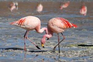 Understanding Water Bird Classification