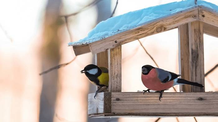 Understanding the Challenge Why Birds are Drawn to Balconies