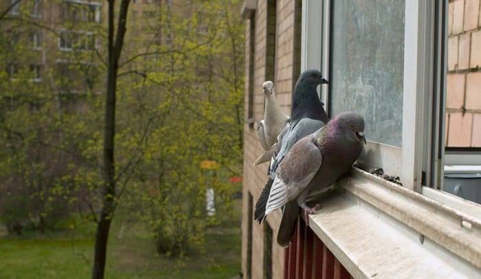 Understanding the Problem Why Birds Peck at Windows