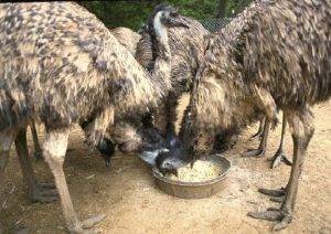 What Do Emus Eat 1
