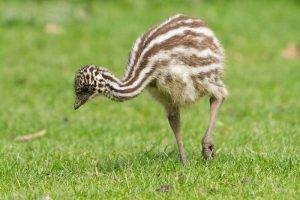 What Do Emus Eat 2