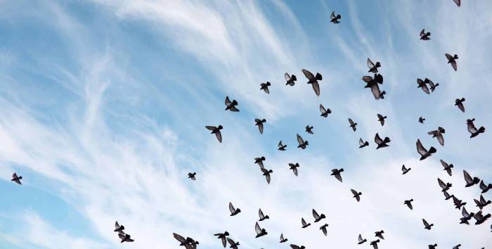 What is a Group of Birds Called