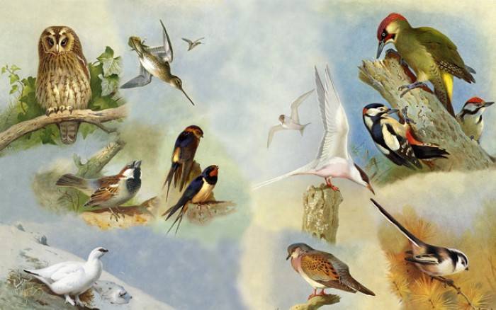 What is a Group of Birds Called1