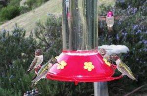 What is a Group of Hummingbirds Called 1