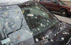 When Birds Poop on Your Car 1