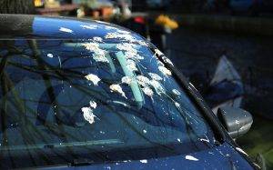 When Birds Poop on Your Car 2