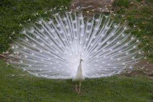 White Birds in Cultural Symbolism