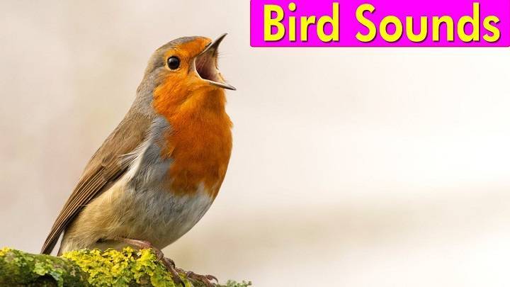 The Symphony of Avian Melodies: Exploring the Diverse Sounds Birds Make the Diverse Sounds Birds Make