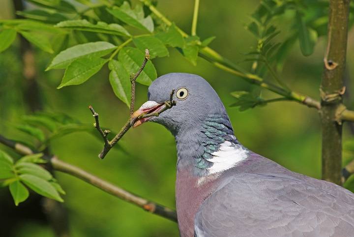 Exploring the Weighty World of Pigeons: Understanding Their Variability and Significance the Weighty World of Pigeons