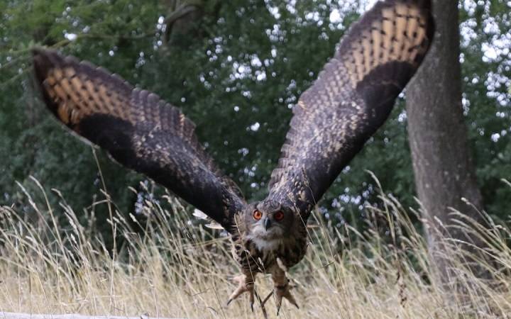 A Comprehensive Guide to Eagle Size Comparison: Exploring the World’s Largest Birds of Prey the Worlds Largest Birds of Prey