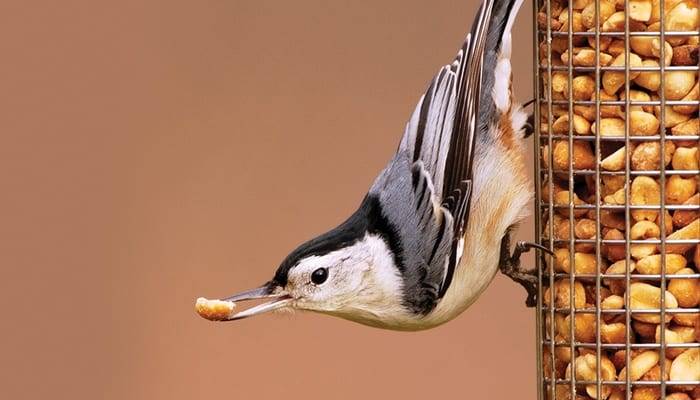 700x400 bird food straight seeds shelled peanuts wbu1306