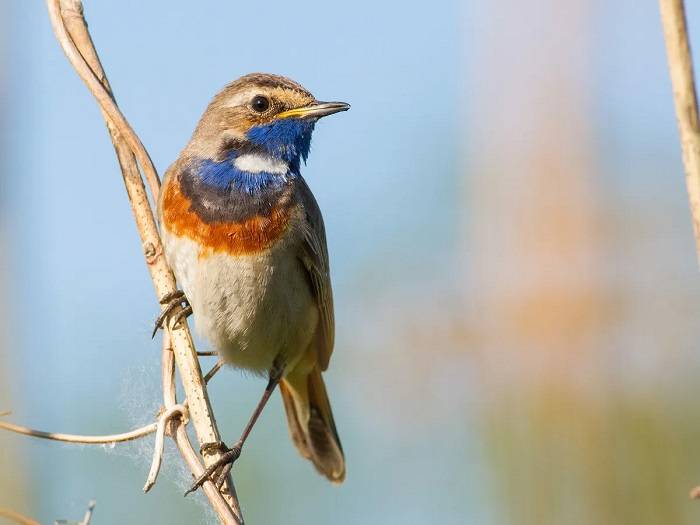 A Closer Look at the Bluethroat