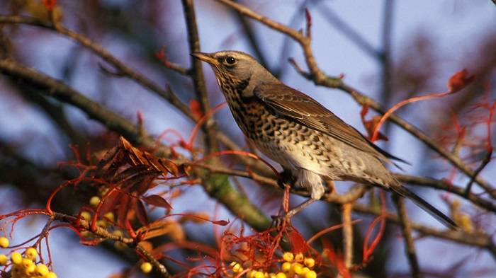 An Introduction to the Fieldfare