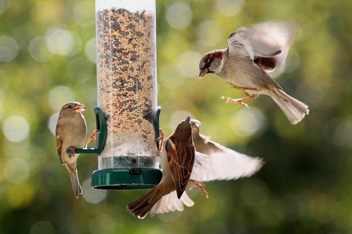 Attracting Birds to Your Feeder