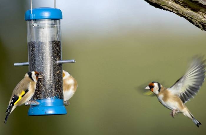 Attracting Small Birds to Your Feeder