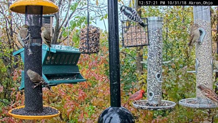 Bird Feeding Station 1