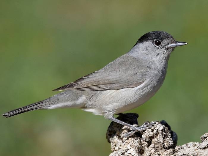 Blackcap Bird in the UK