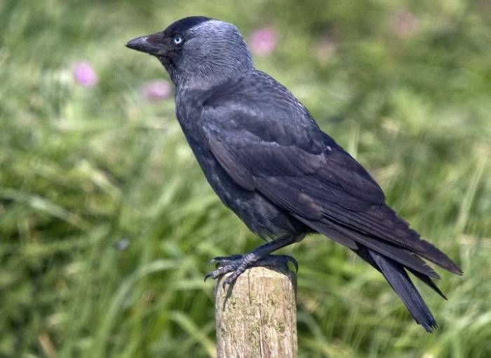 Breeding Behavior and Nesting Habits