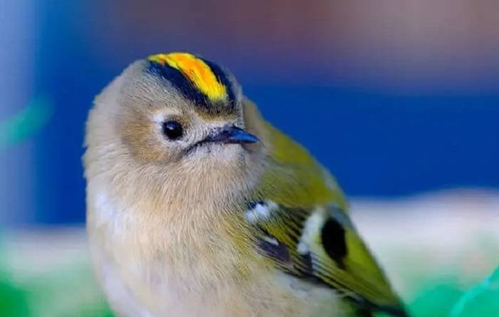 Charms of the Goldcrest 3