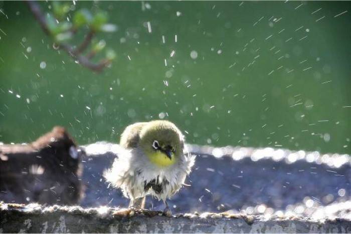 Choosing the Right Bird Bath