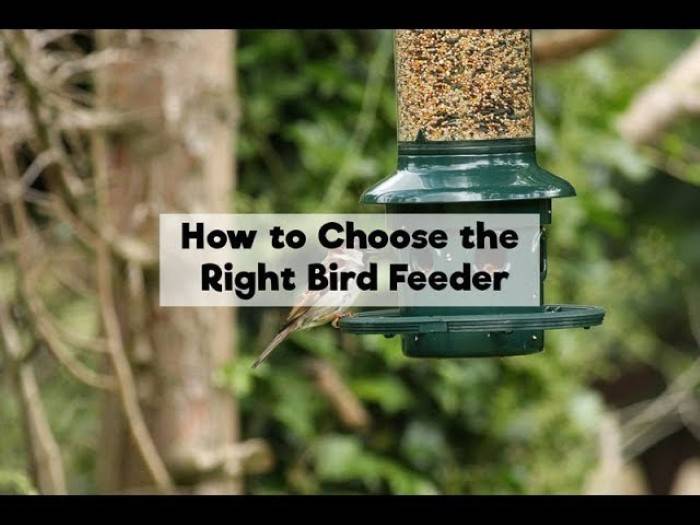 Choosing the Right Bird Feeder