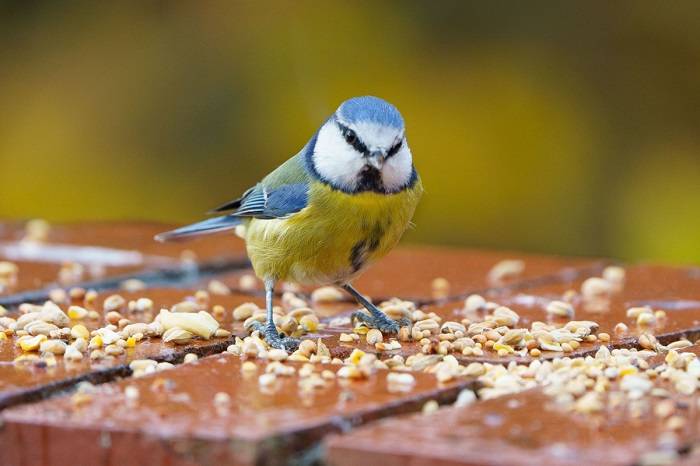Creating Your Own Wild Bird Seed