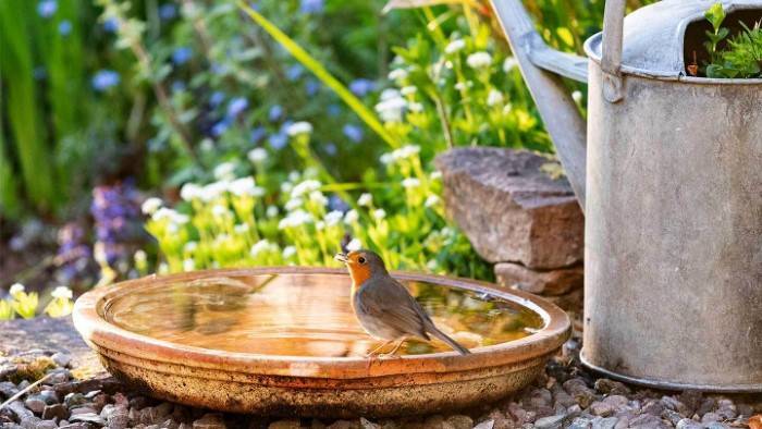 Creating a Bird Friendly Garden Habitat