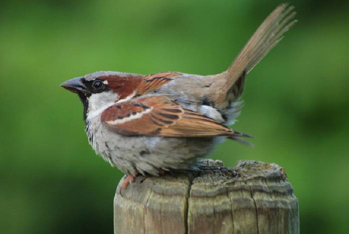 Endearing House Sparrow 1