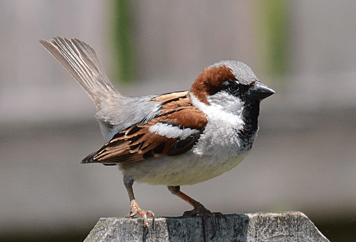 Endearing House Sparrow