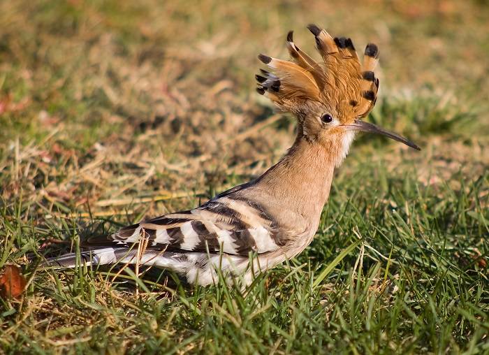 Enigmatic Hoopoe 1