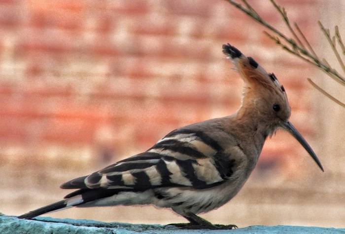 Enigmatic Hoopoe