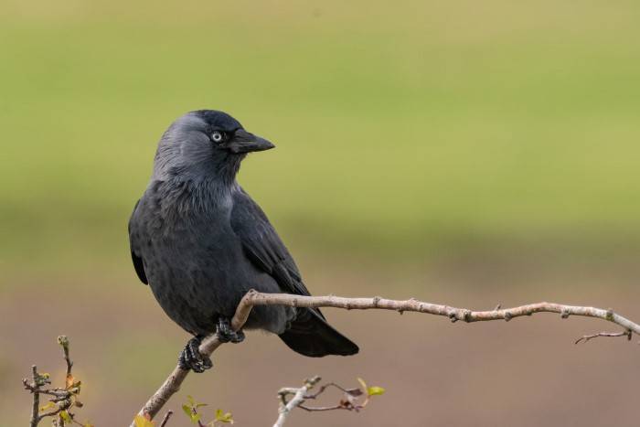 Exploring Jackdaw Habitat and Distribution