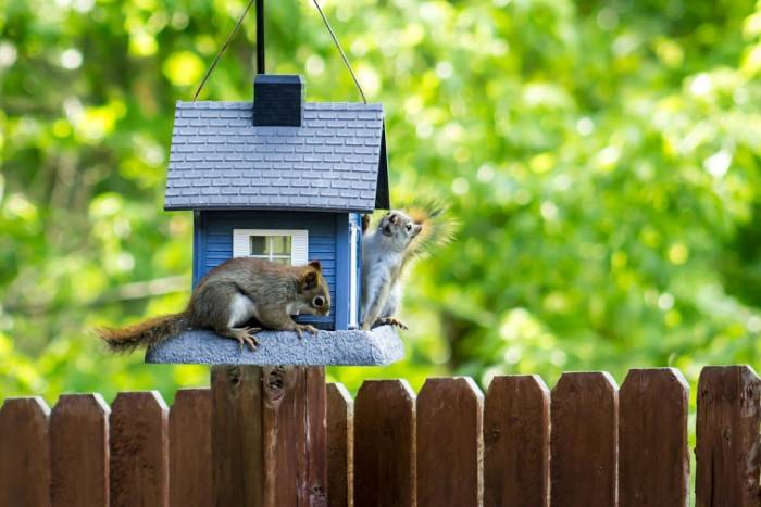 Features of Squirrel Proof Bird Feeders