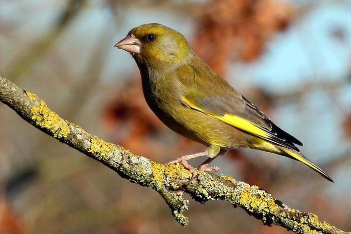 Greenfinch carduelis chloris m