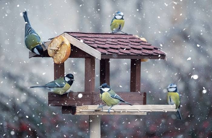 Importance of Bird Tables