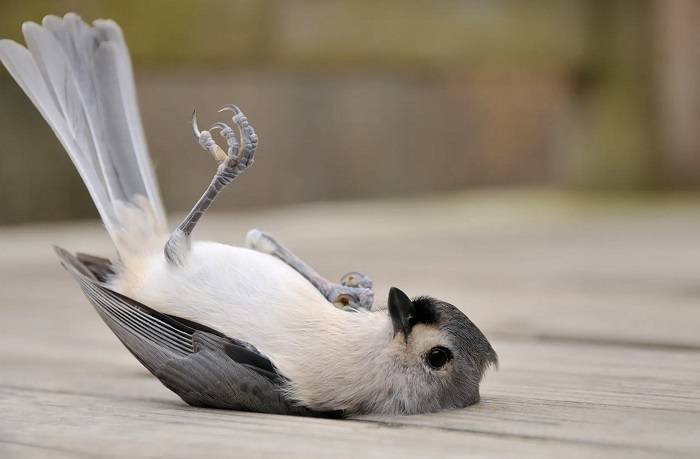 Injured Birds in Your Garden