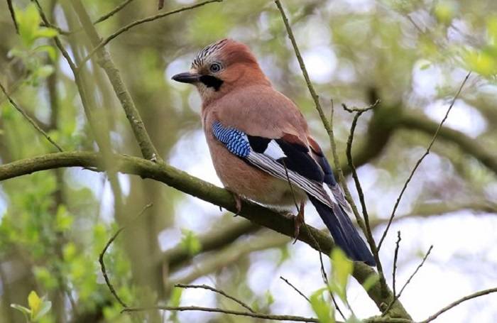 Jay Bird in the UK 2