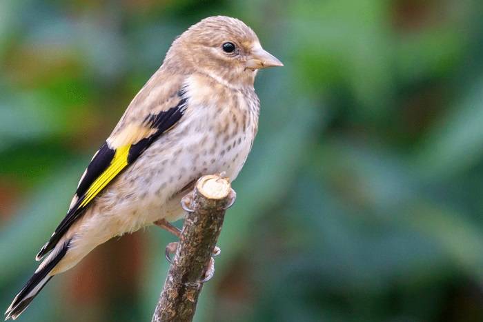 Juvenile Goldfinches in the UK 1