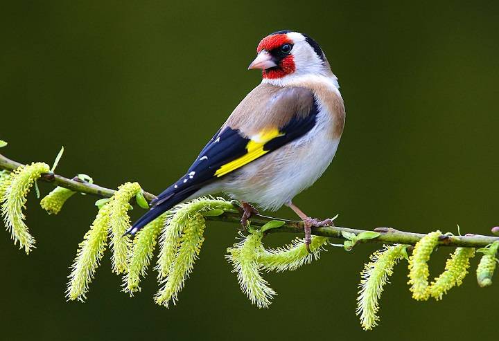 Exploring the Fascinating World of Juvenile Goldfinches in the UK Juvenile Goldfinches in the UK