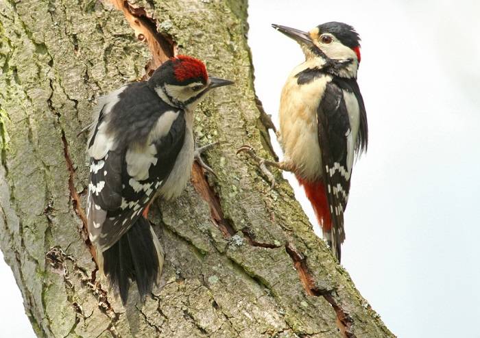 Lesser Spotted Woodpecker in the UK 1