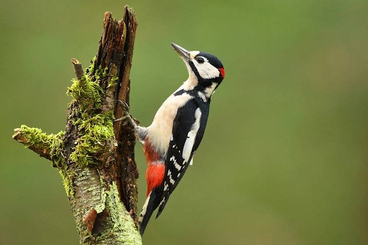 Rediscovering the Enigmatic Lesser Spotted Woodpecker in the UK Lesser Spotted Woodpecker in the UK